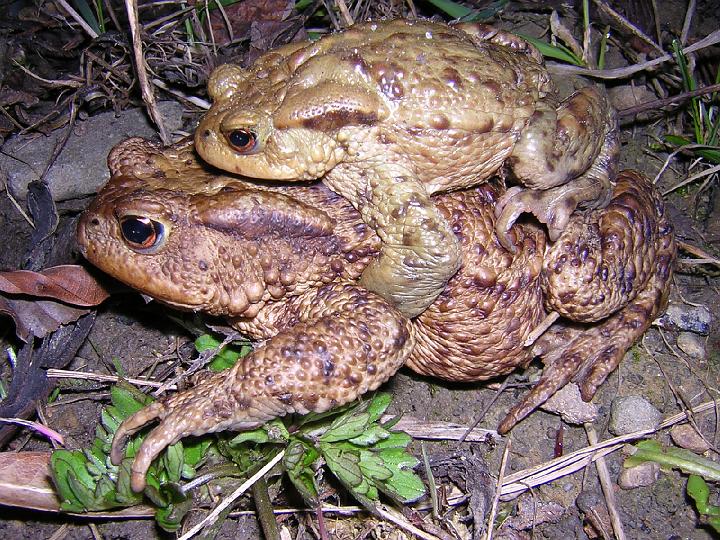 Par ropuch v amplexu.jpg - Keywords: Kniha